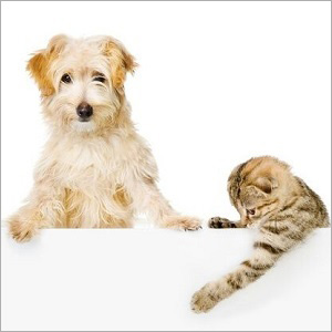 Pet Custody For Divorcing Couples